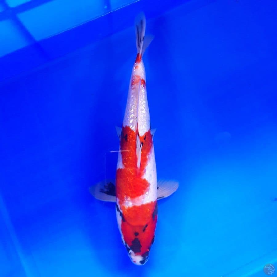 Showa Ginrin 32cm