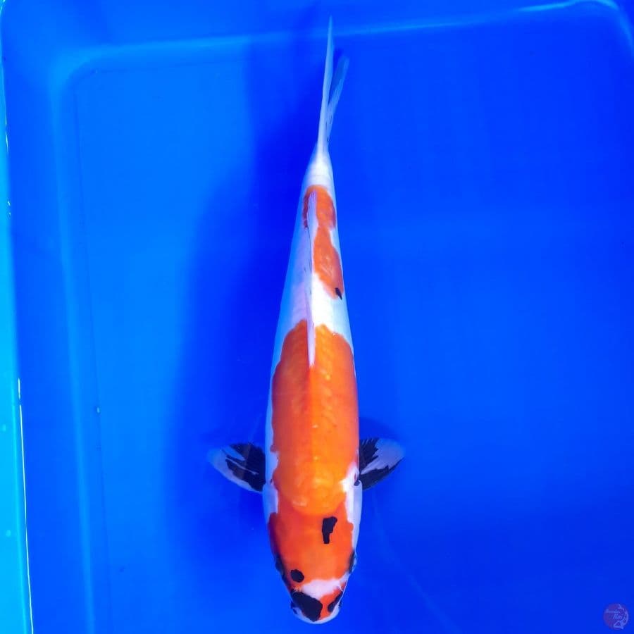 Doitsu Showa 34cm