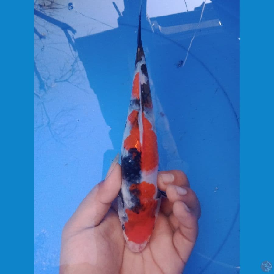 sq showa sanshoku 25cm