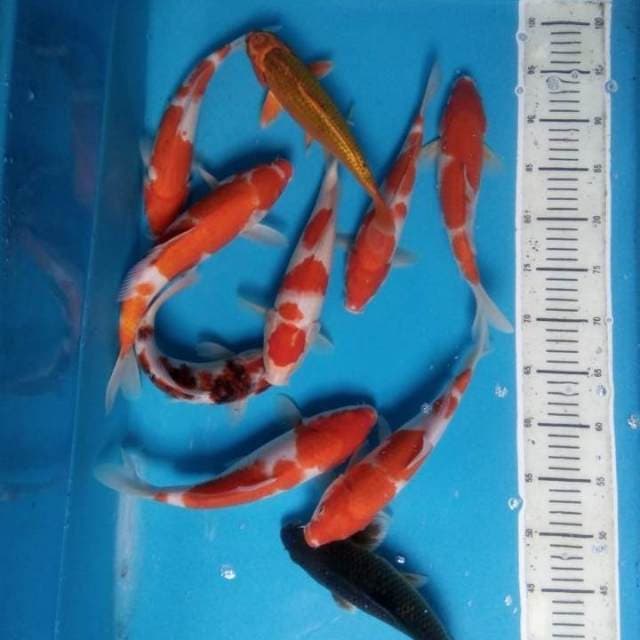 Mix koi 10 ekor 25-27 cm
