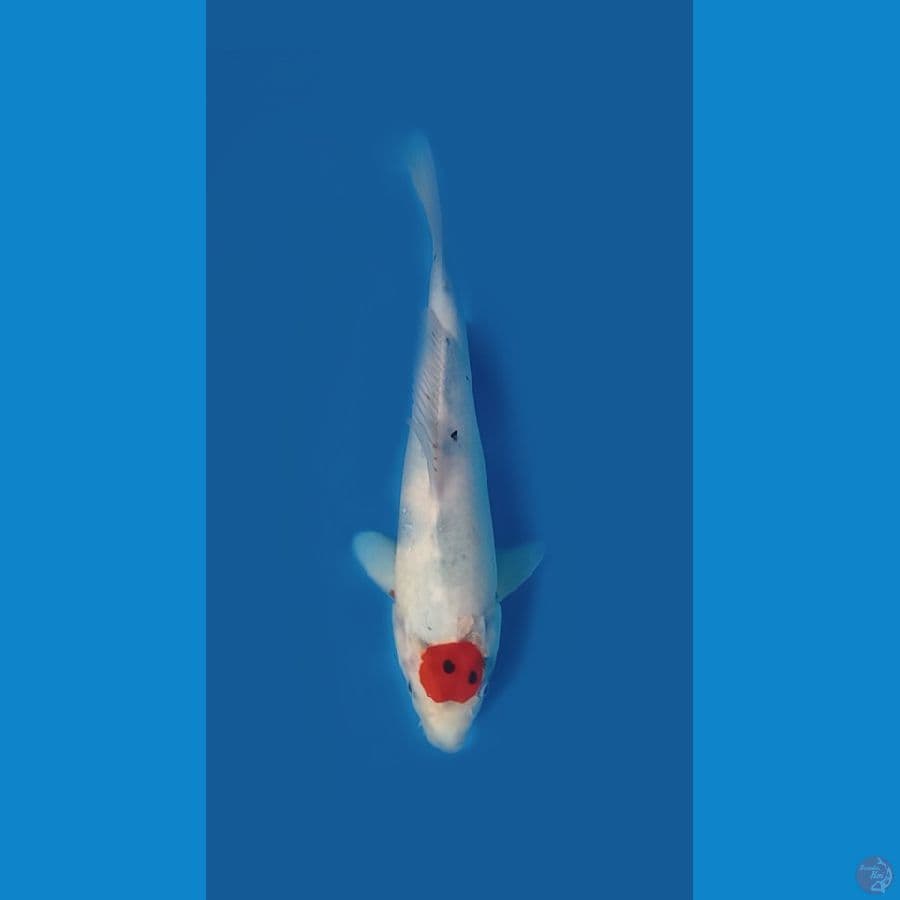 Tategoi Tanco showa 35 cm