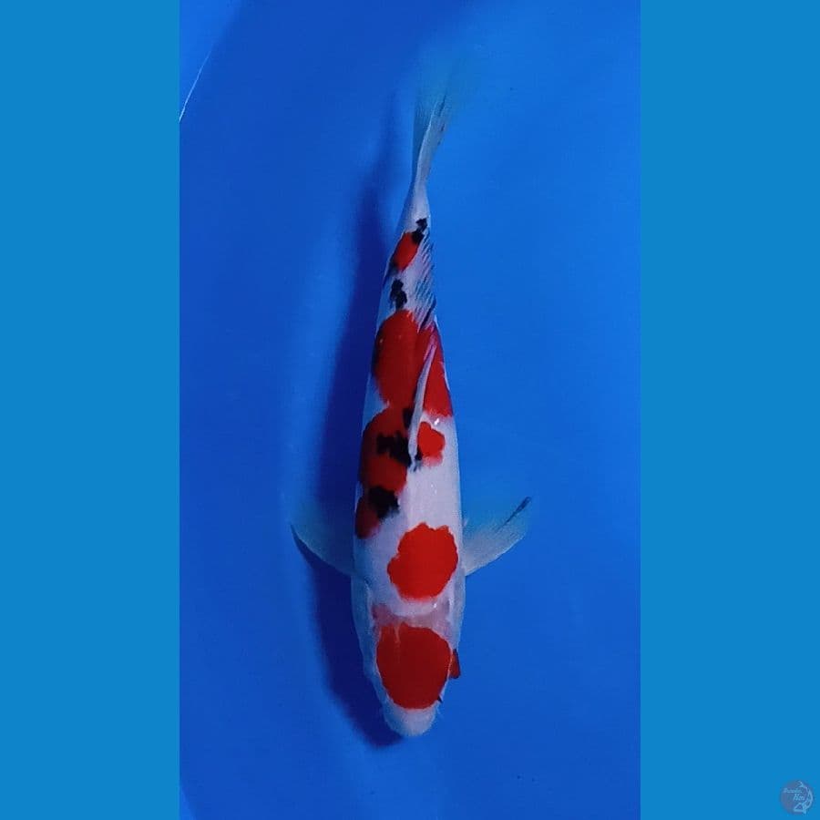 Maruten Sanke 25 cm