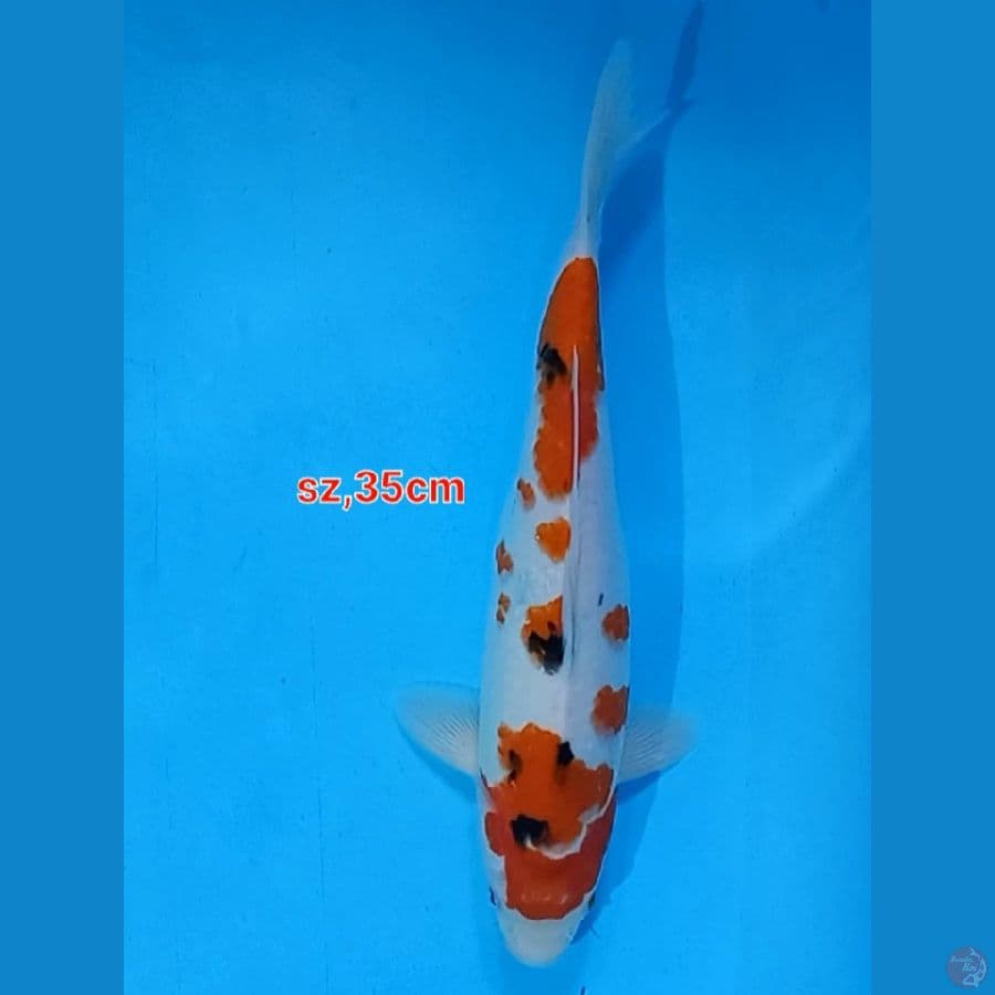 SANKE 35cm