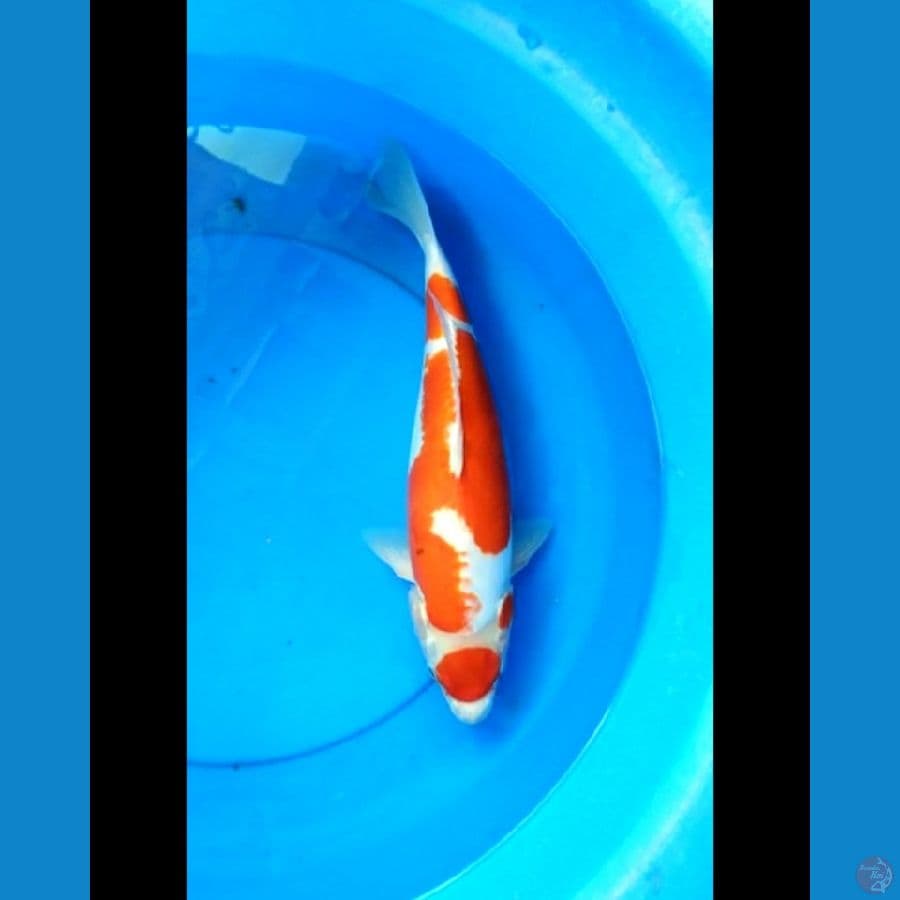 Maruten kikushui 39 cm