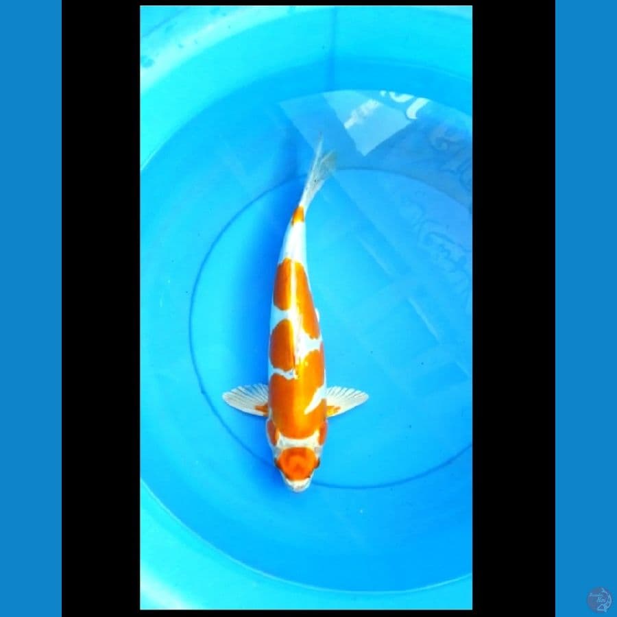 Maruten kohaku doitsu 39 cm