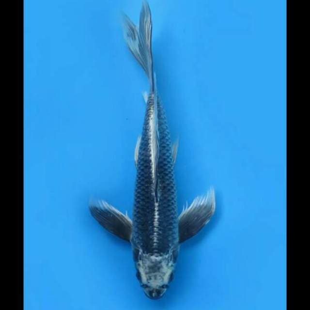 40cm - Kumpay Koleksi Male