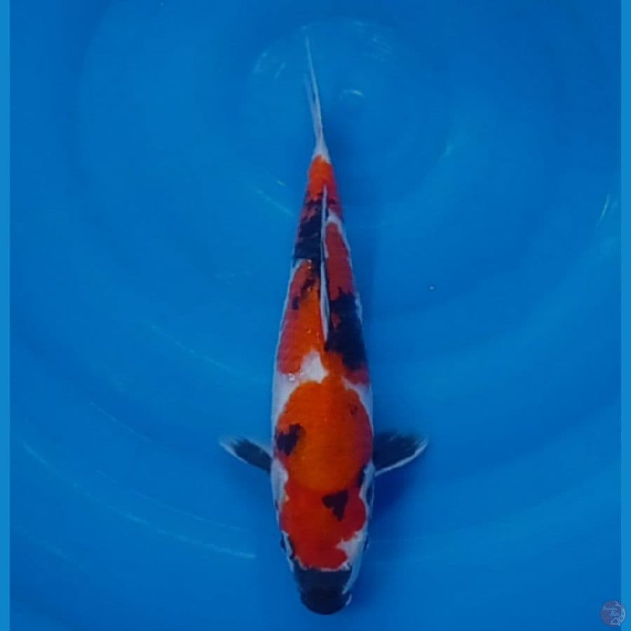 kindai showa 28 cm