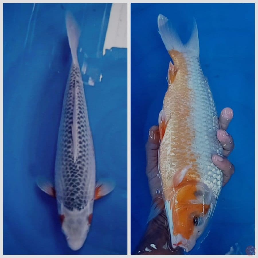 34 cm