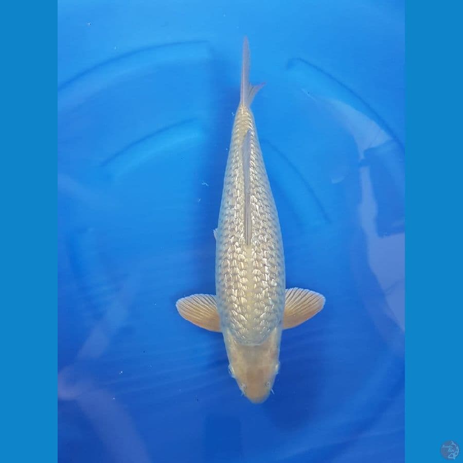 Suragoi male fuull ginrin 45cm bodi badak