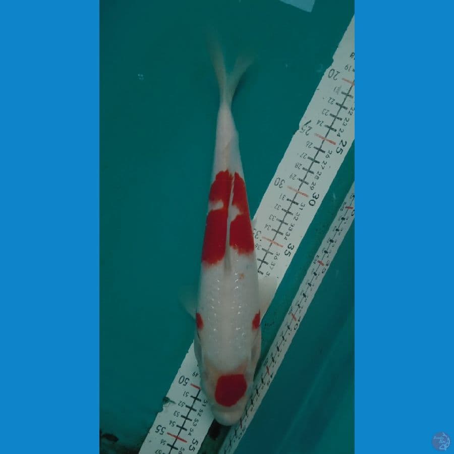 maruten kohaku ginrin 32cm
