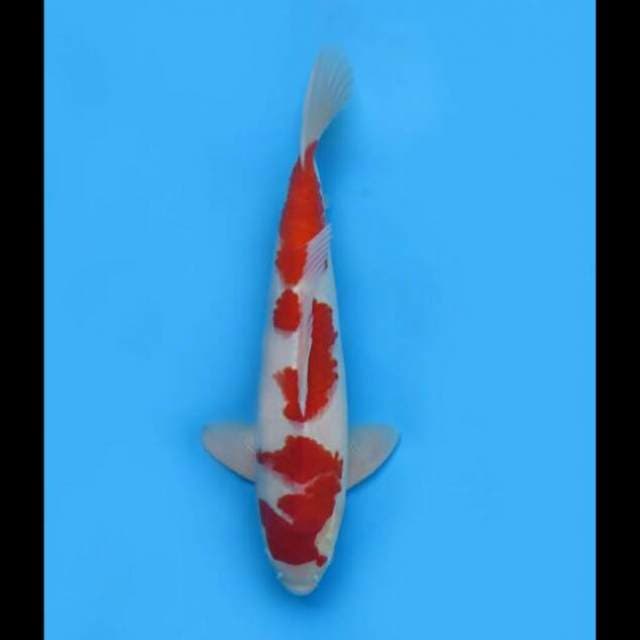 40cm - Jumbo Kohaku Male