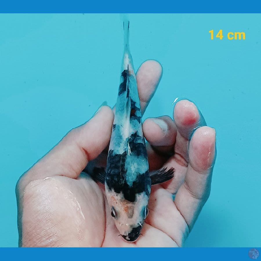 Shiro 14 cm