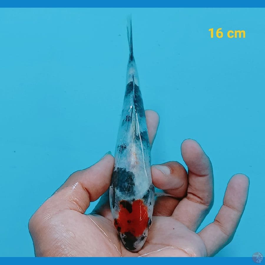 Tancho Showa 16 cm