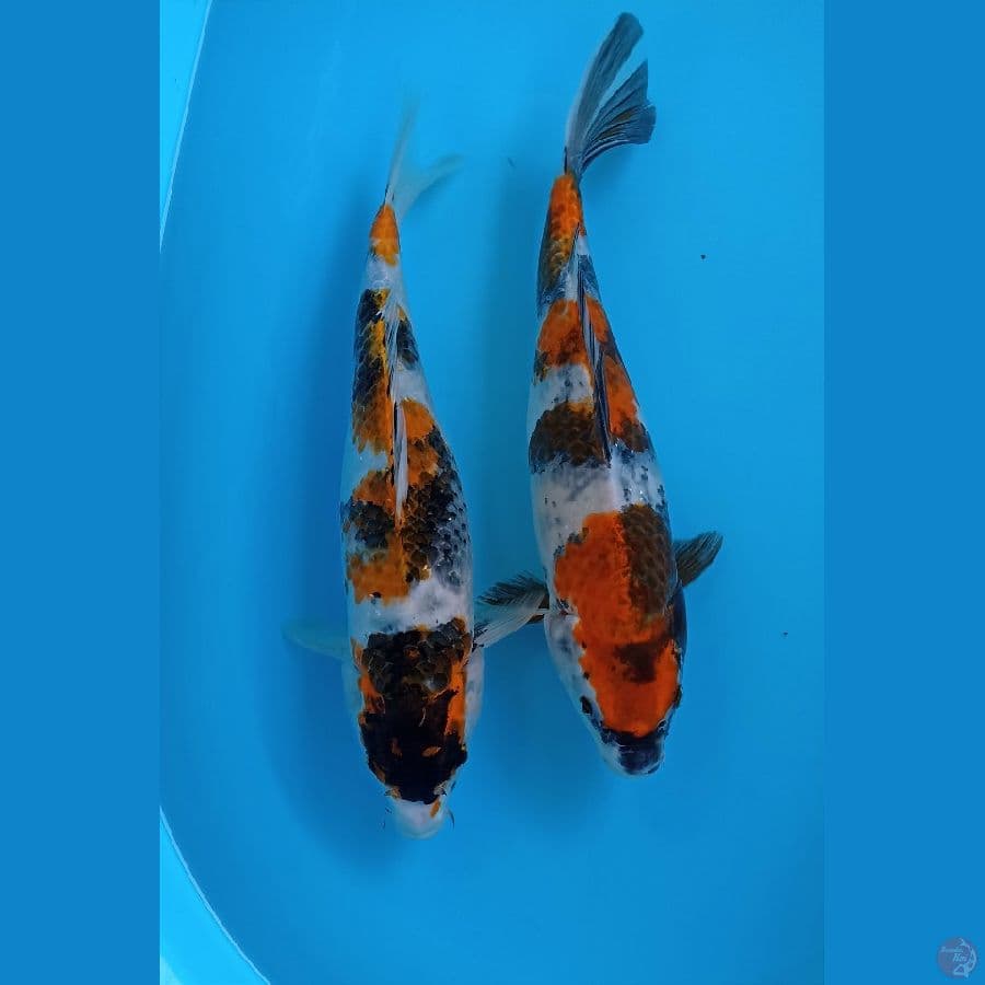 mix showa 34cm