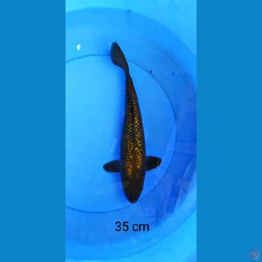 chagoi ginrin 35 cm