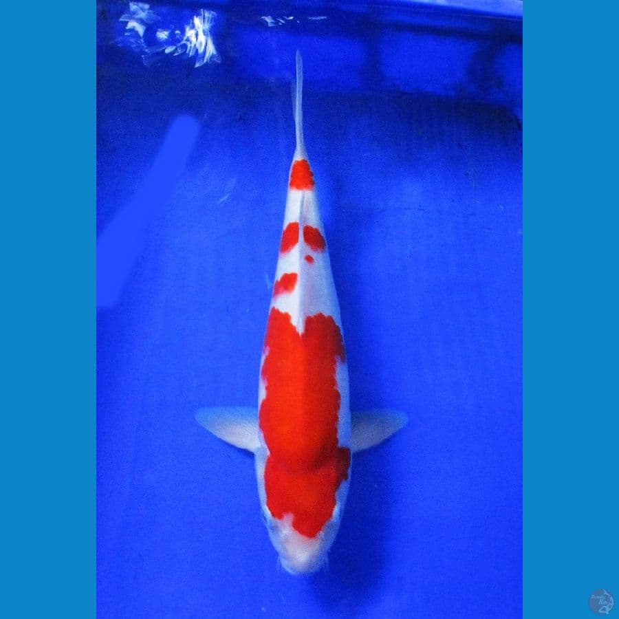 super red kohaku ±36cm jantan