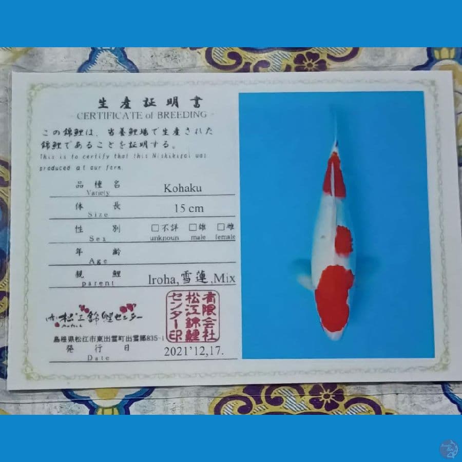 Kohaku Serty Iroha 37cm