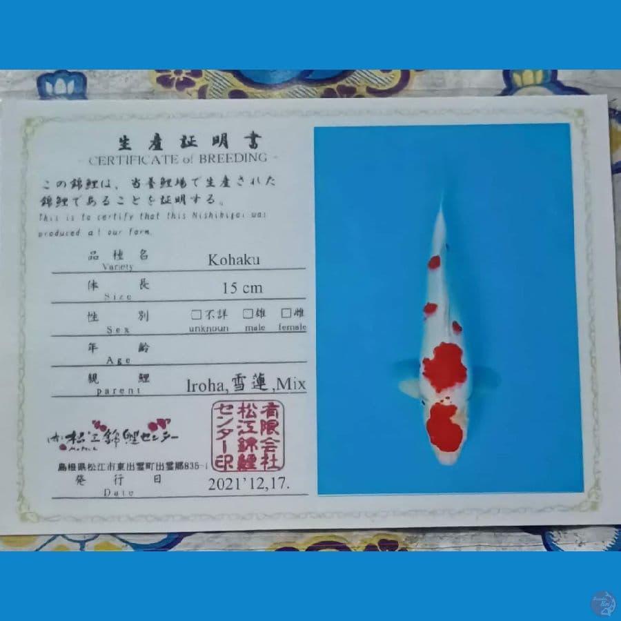 Kohaku Serty Iroha sz 43cm