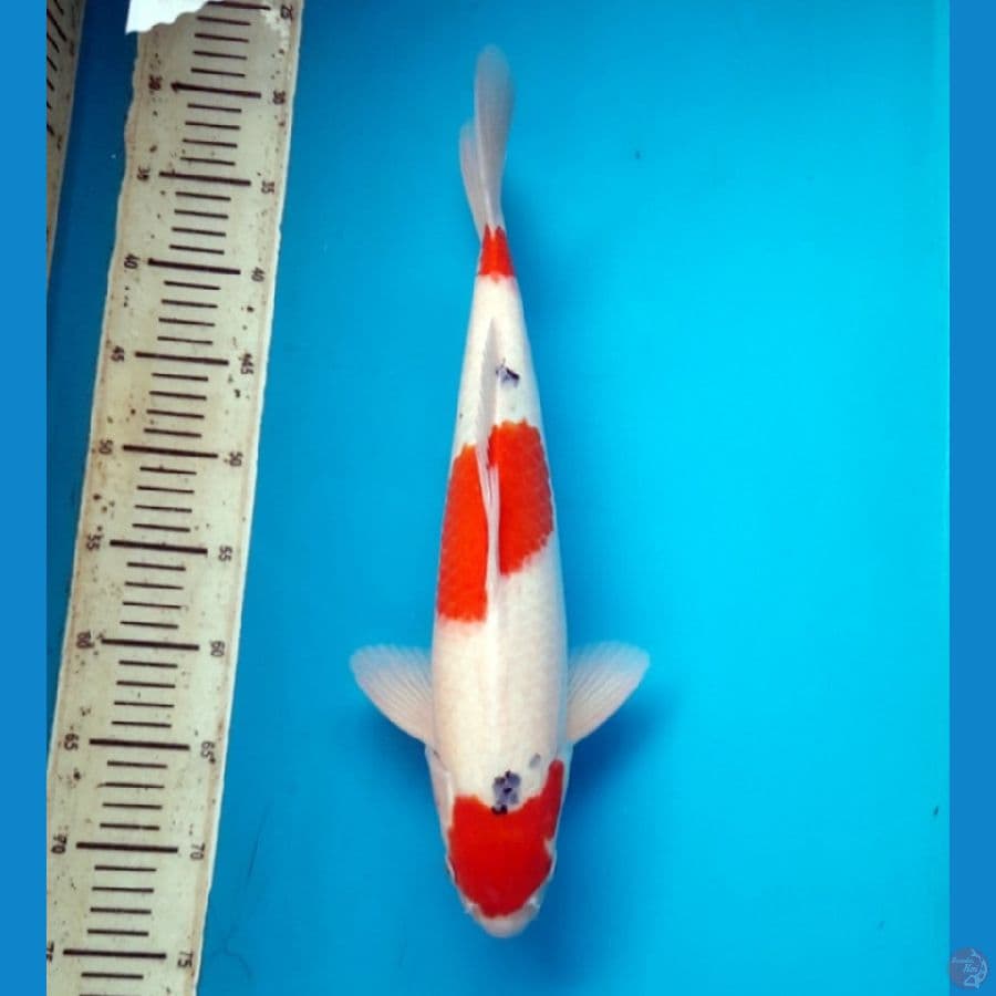 42cm Tategoi sanke Male