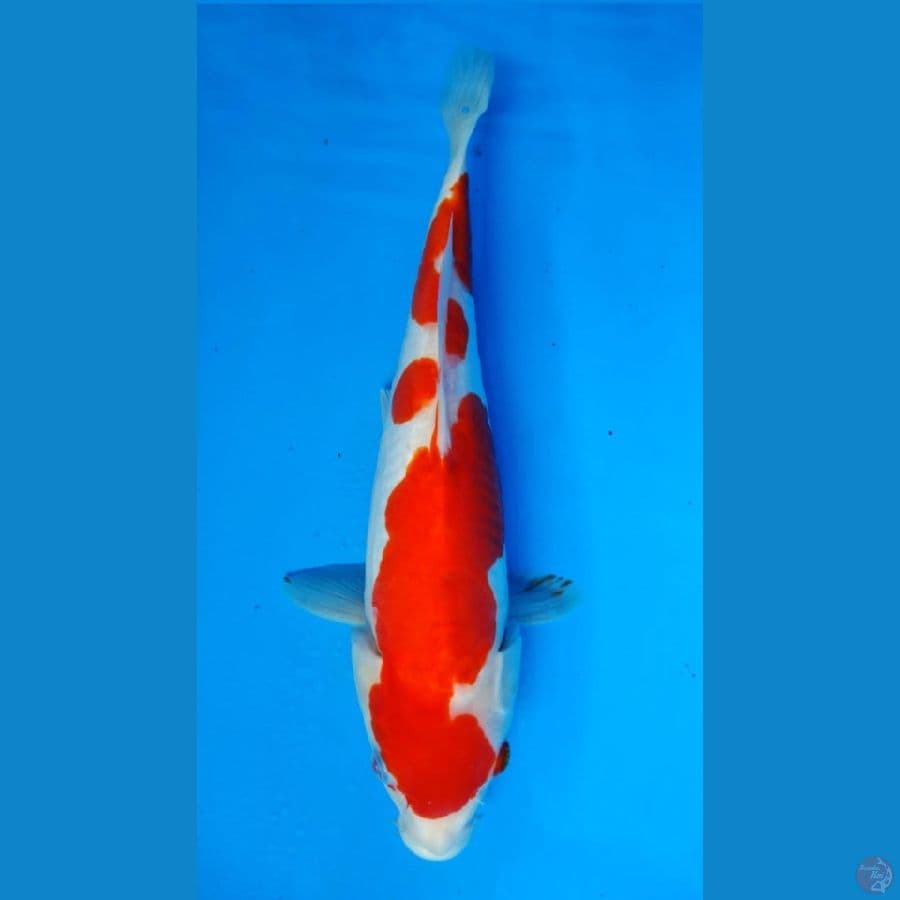 ~KOHAKU DOITSU 2 STEP 31CM/FEMALE~
