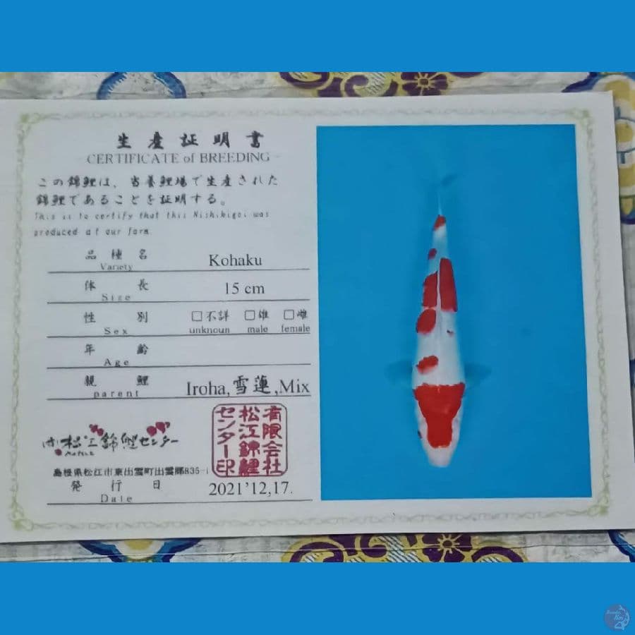 Kohaku Serty Iroha sz 41cm