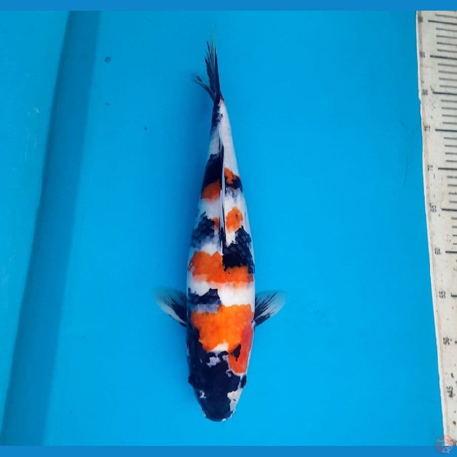 39cm Showa Female