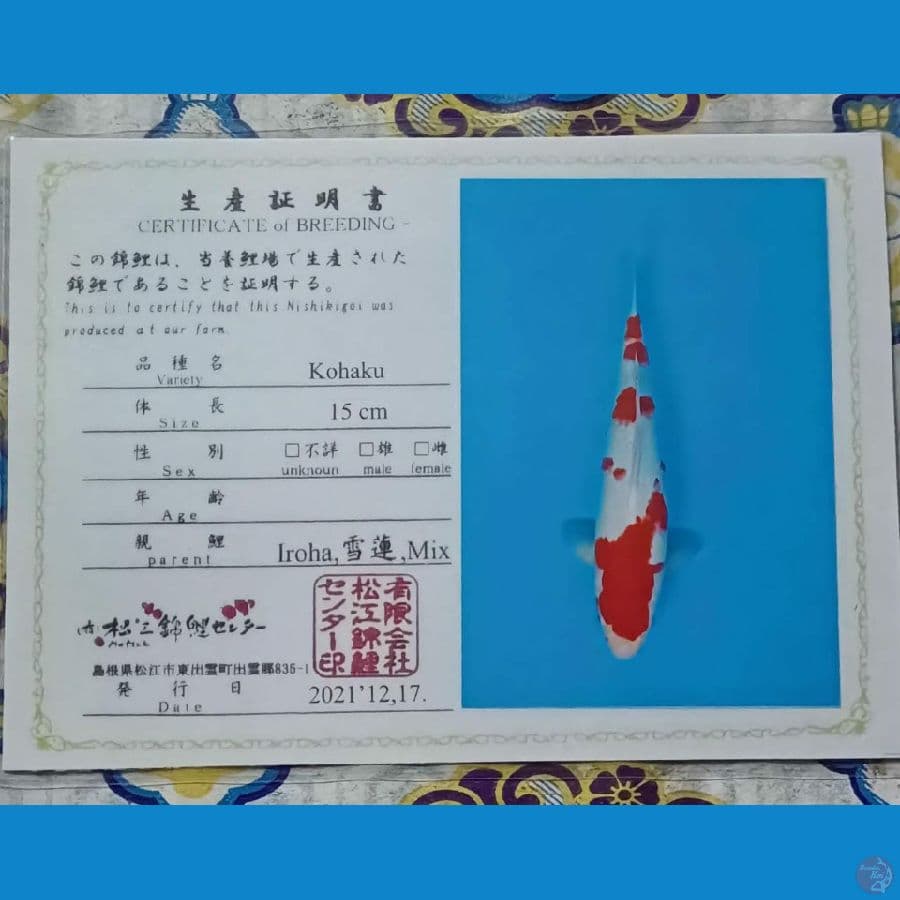 Kohaku Serty Iroha sz 38cm