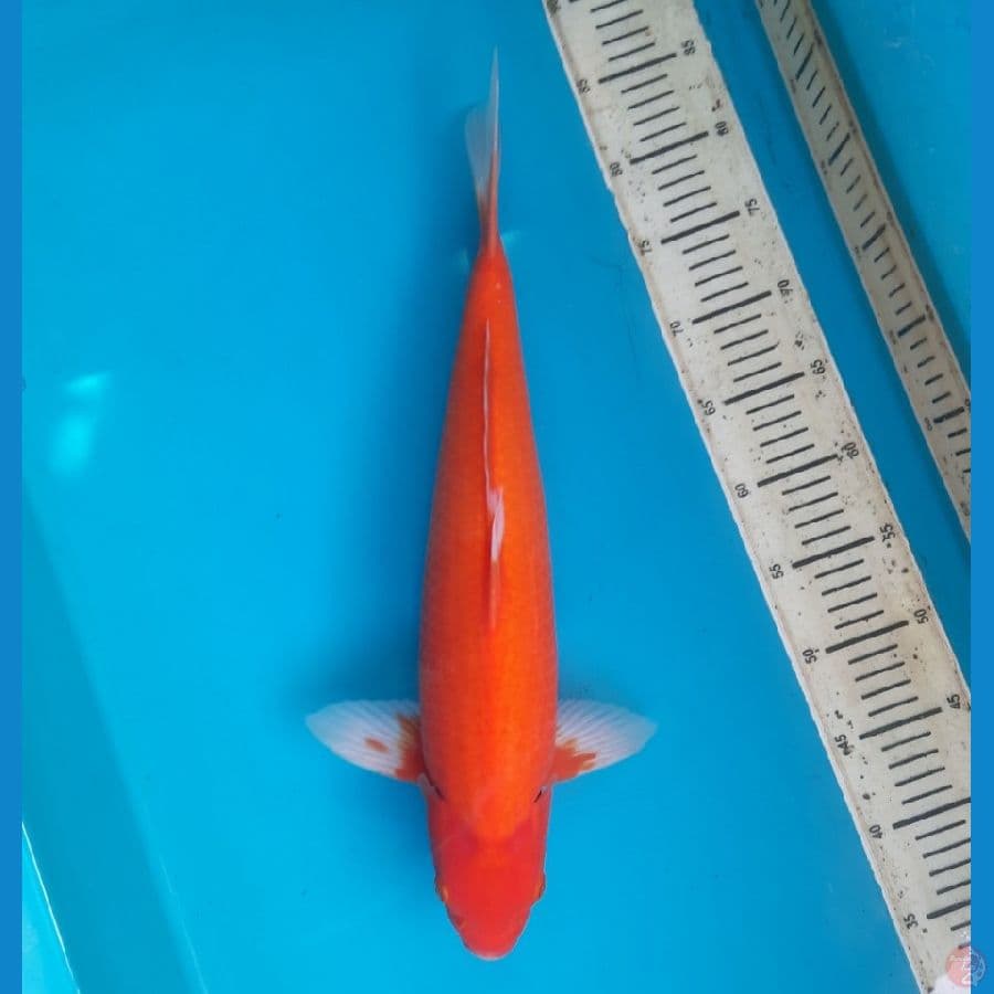 42cm Aka hajiro female