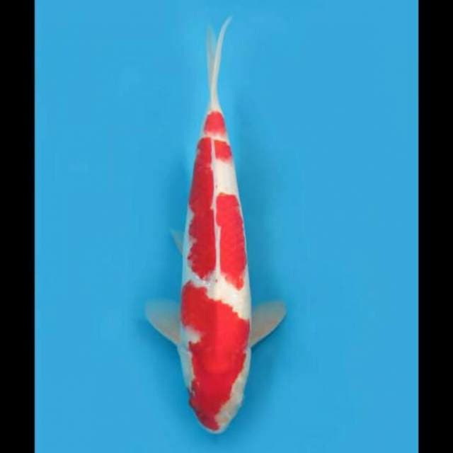 40cm Male - Kohaku Body Jumbo