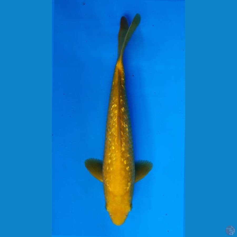 ~KARASHI GINRIN 32CM/MALE~