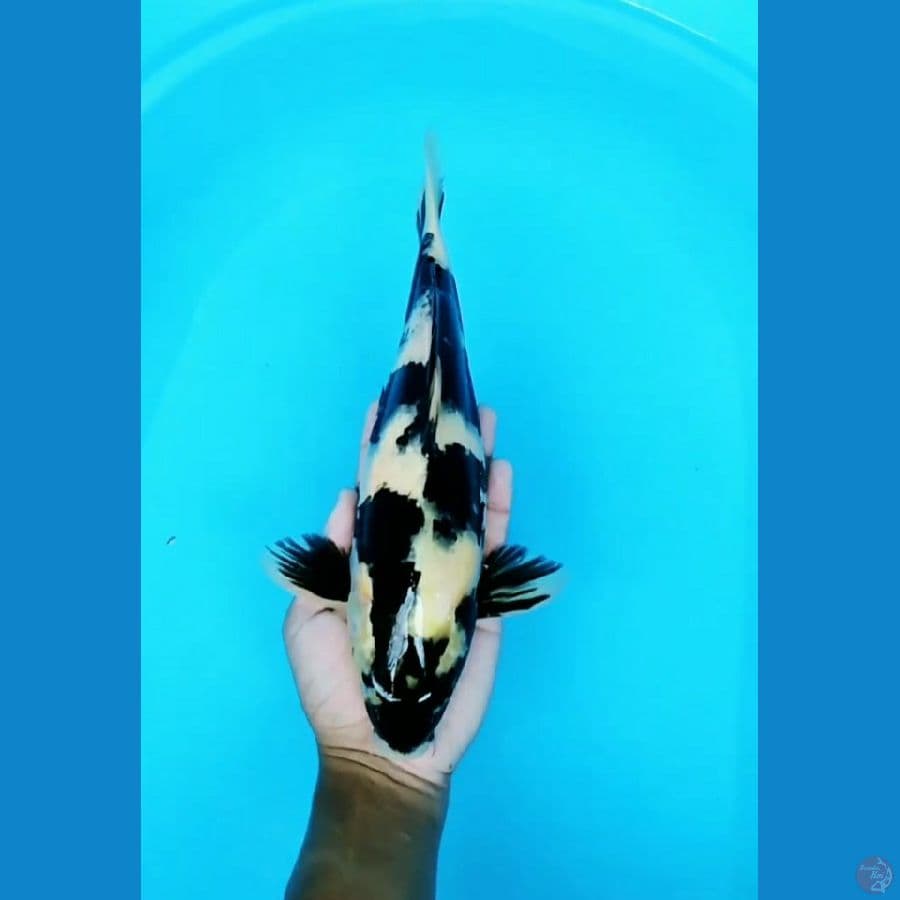 shiro 32cm (male)