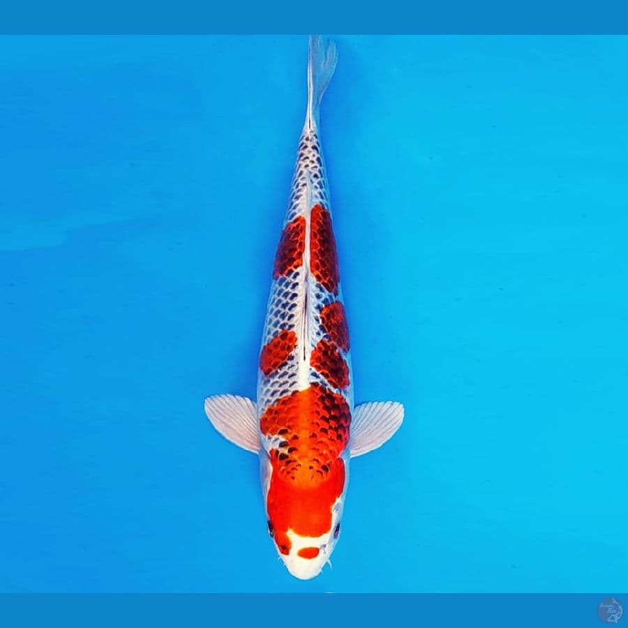 HATTORI 1 - KUJAKU 34 cm/fm ®