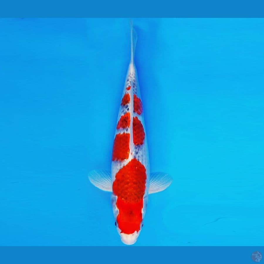 HATTORI 6 - GOSHIKI 33 cm/male ®