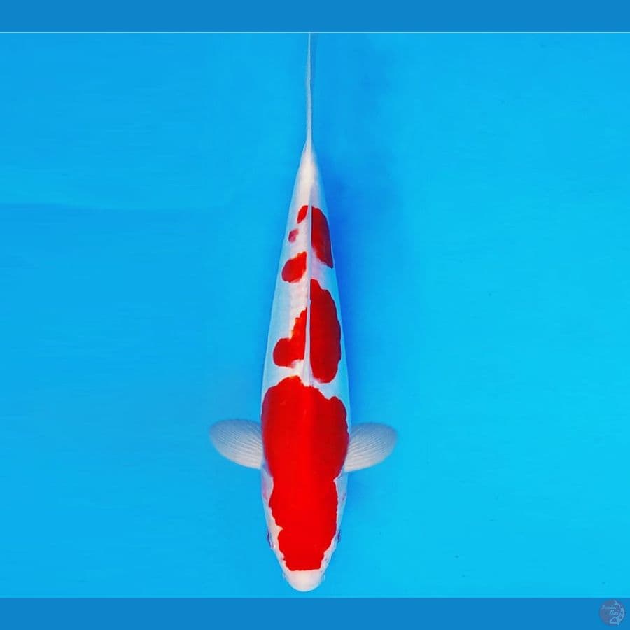HATTORI 9 - KOHAKU DOITSU 29 cm/male ®