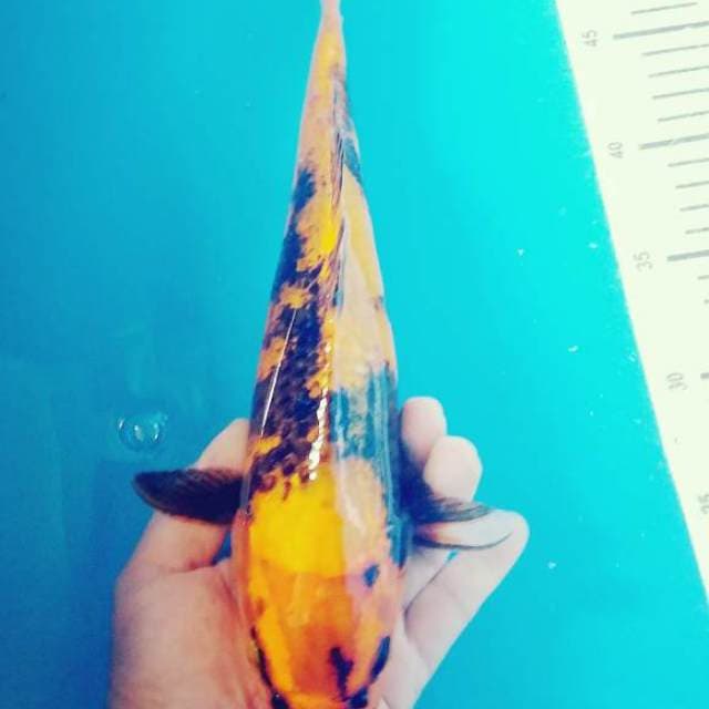 Kin utshuri 37cm..kuning