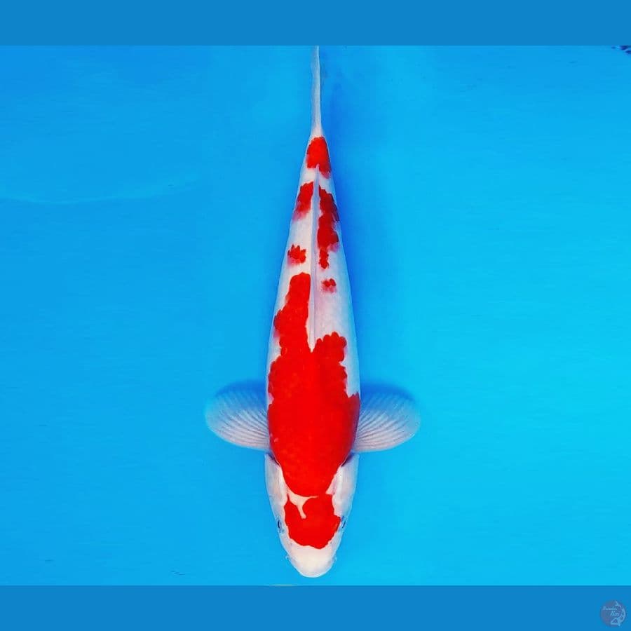 HATTORI 11 - KOHAKU 34 cm/male ®
