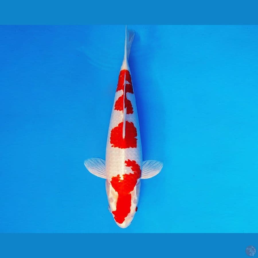 HATTORI 12 - KOHAKU HIKARI 34 cm/male ®