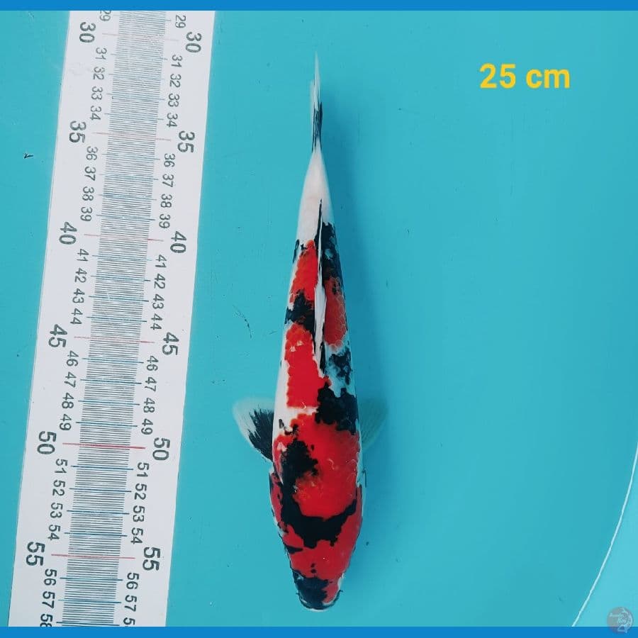 Showa 25 cm