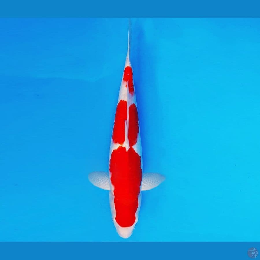 HATTORI 18 - KOHAKU 32 cm/male ®