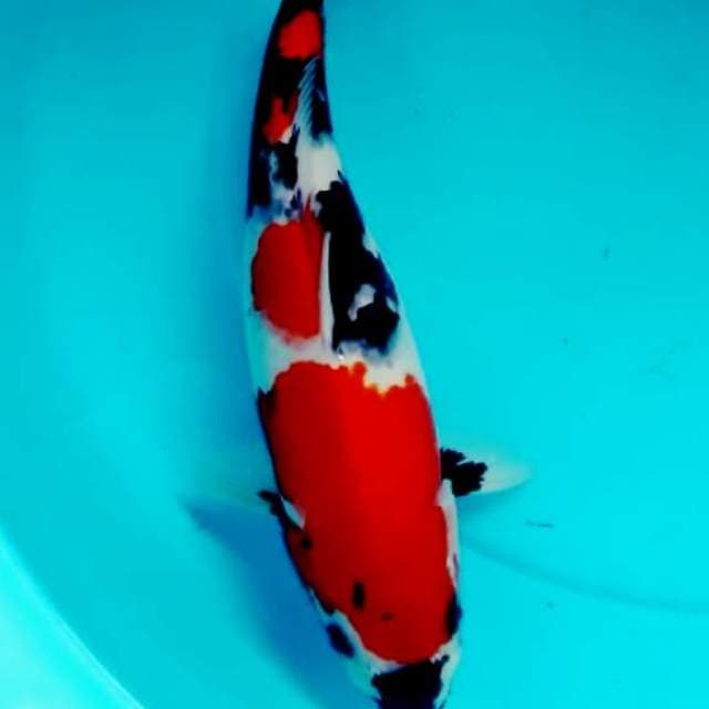 Showa merah merona good patern 36cm