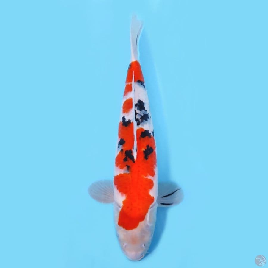 SANKE CALON JUMBO~41CM/FEEMALE~