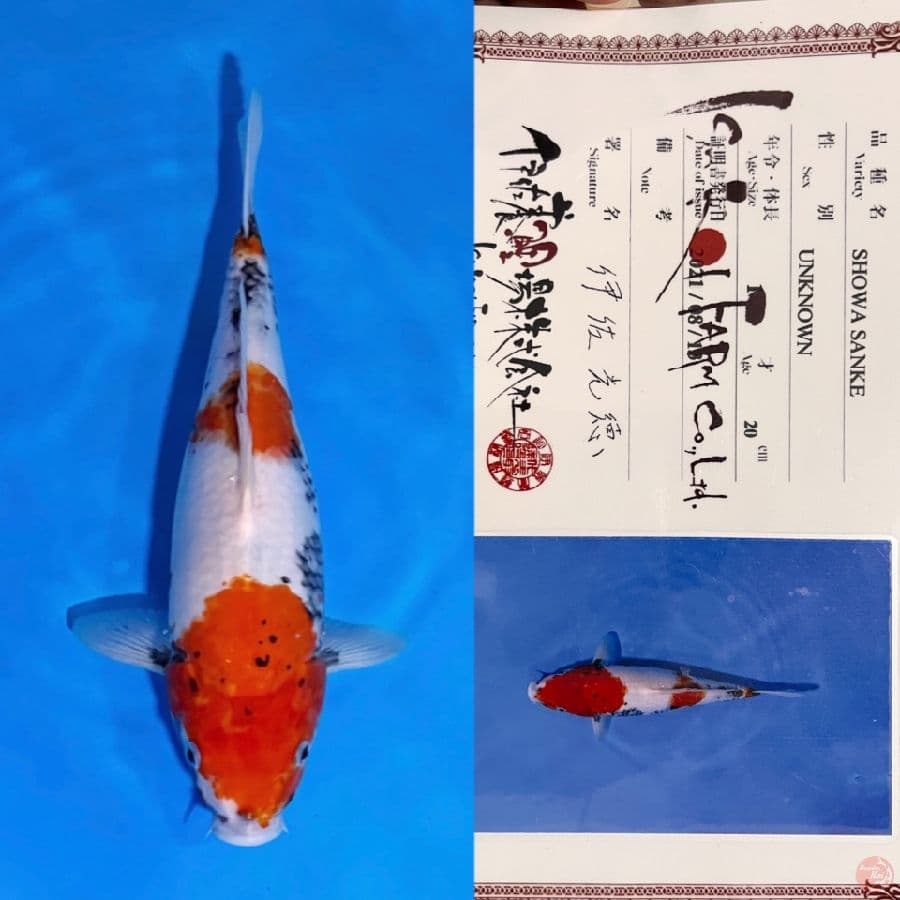 ISA SHOWA 34cm