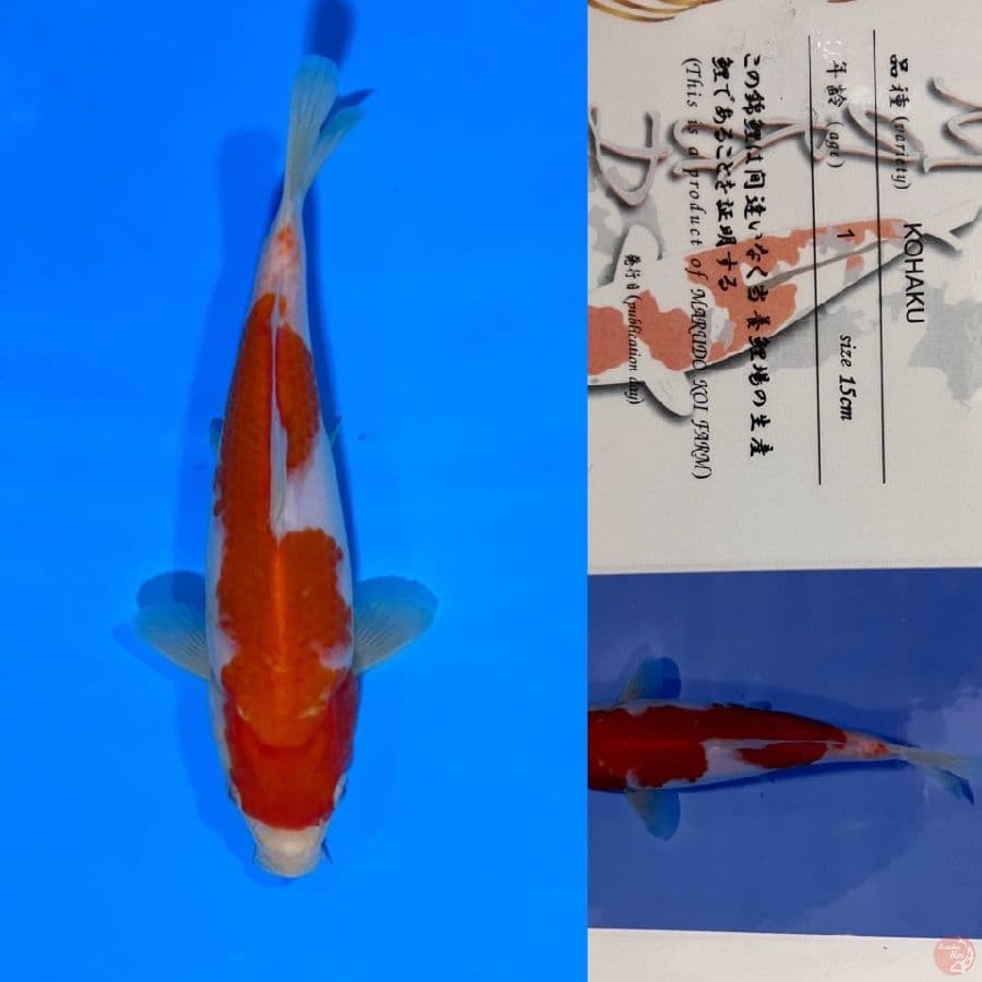 KOHAKU MARUDO 21cm