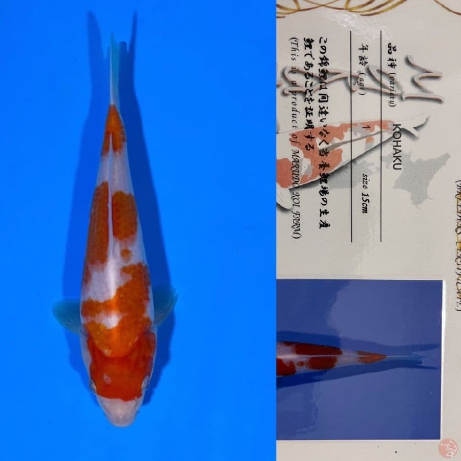KOHAKU MARUDO 21cm