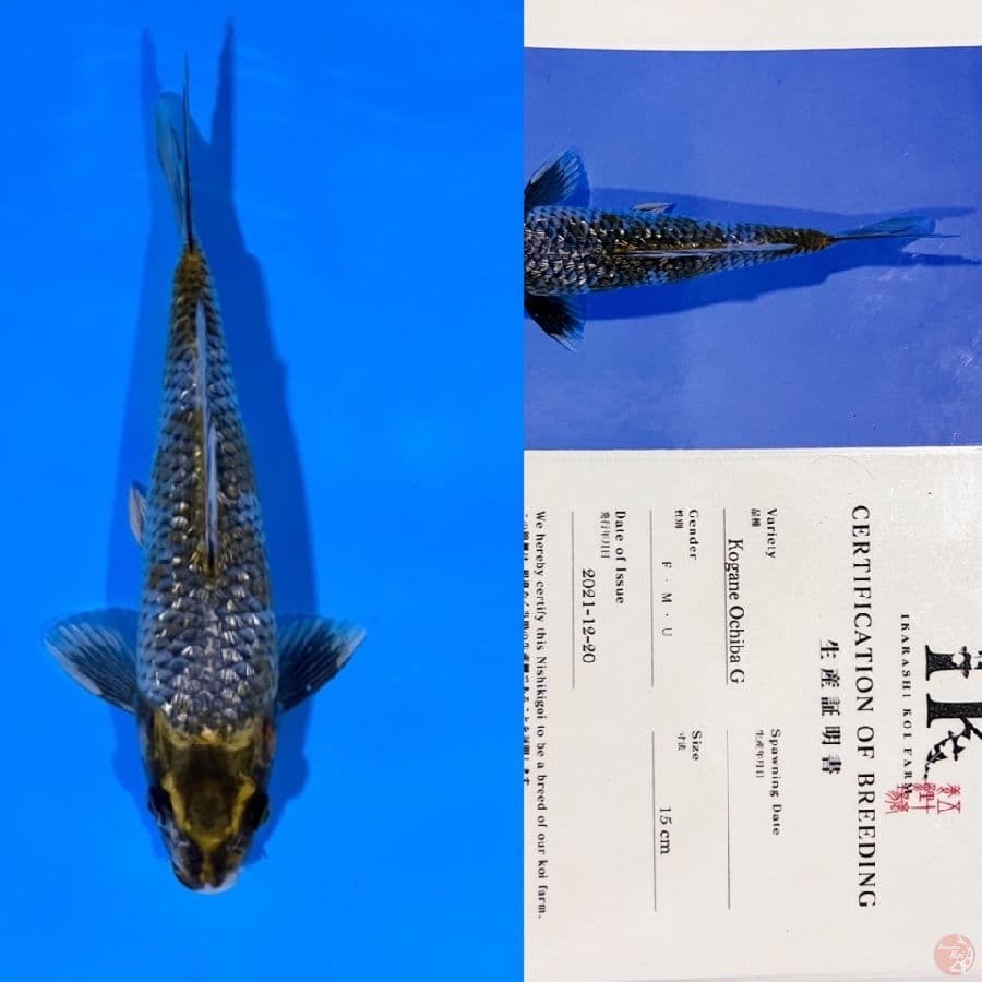 IKHARASI KOGANE OCHIBA 23cm