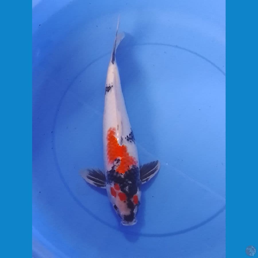 showa 41cm