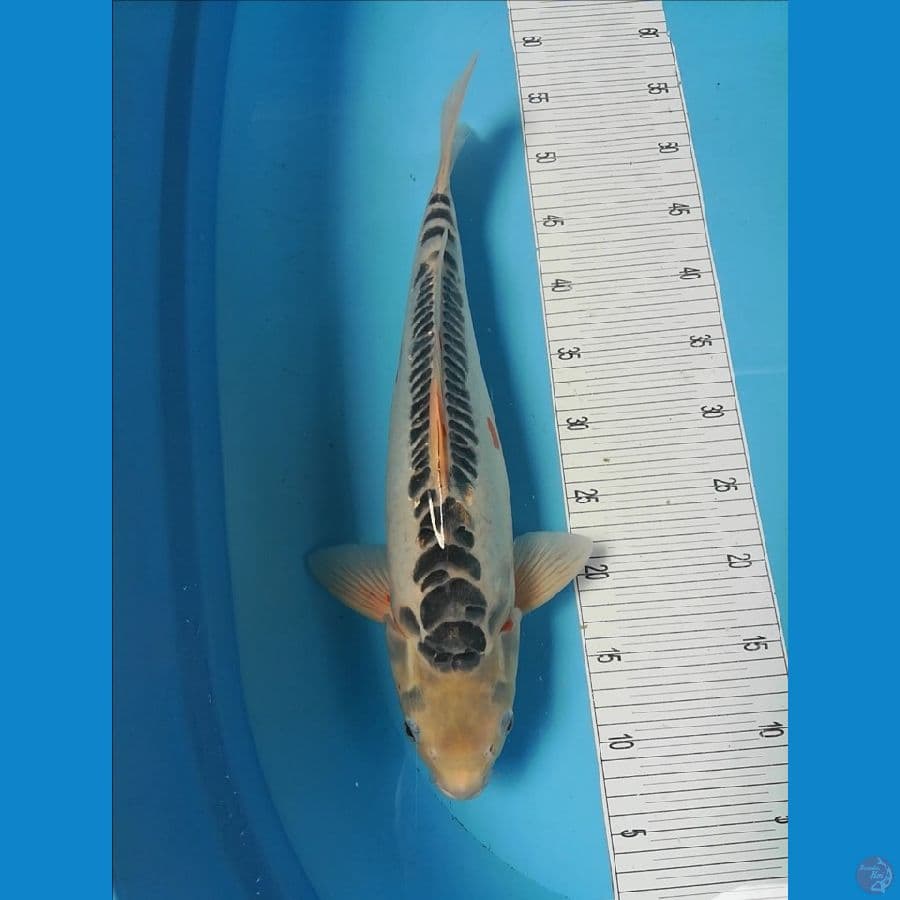 shusui 45cm