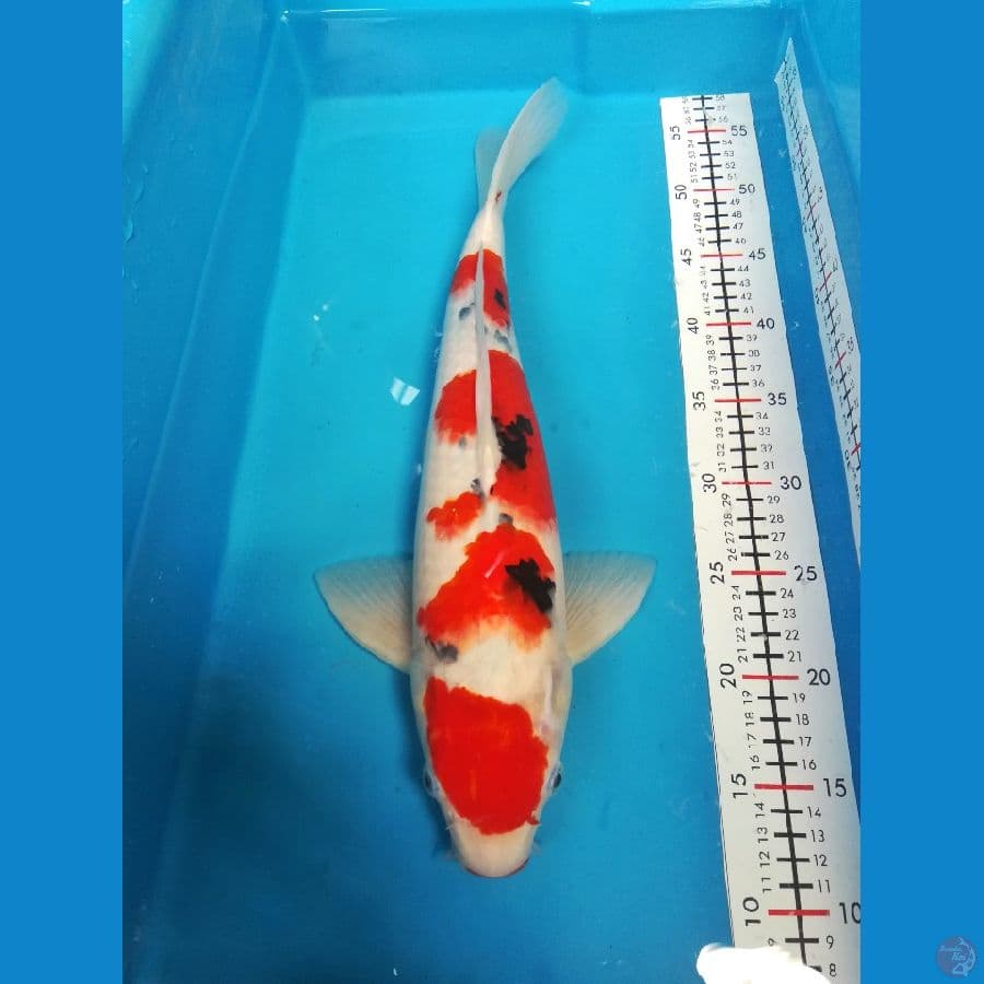 Taisho Sanshoku 45cm