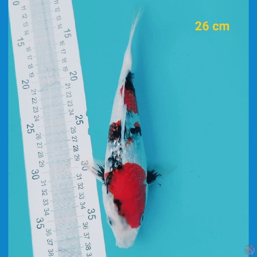 Ginrin padat 26 cm