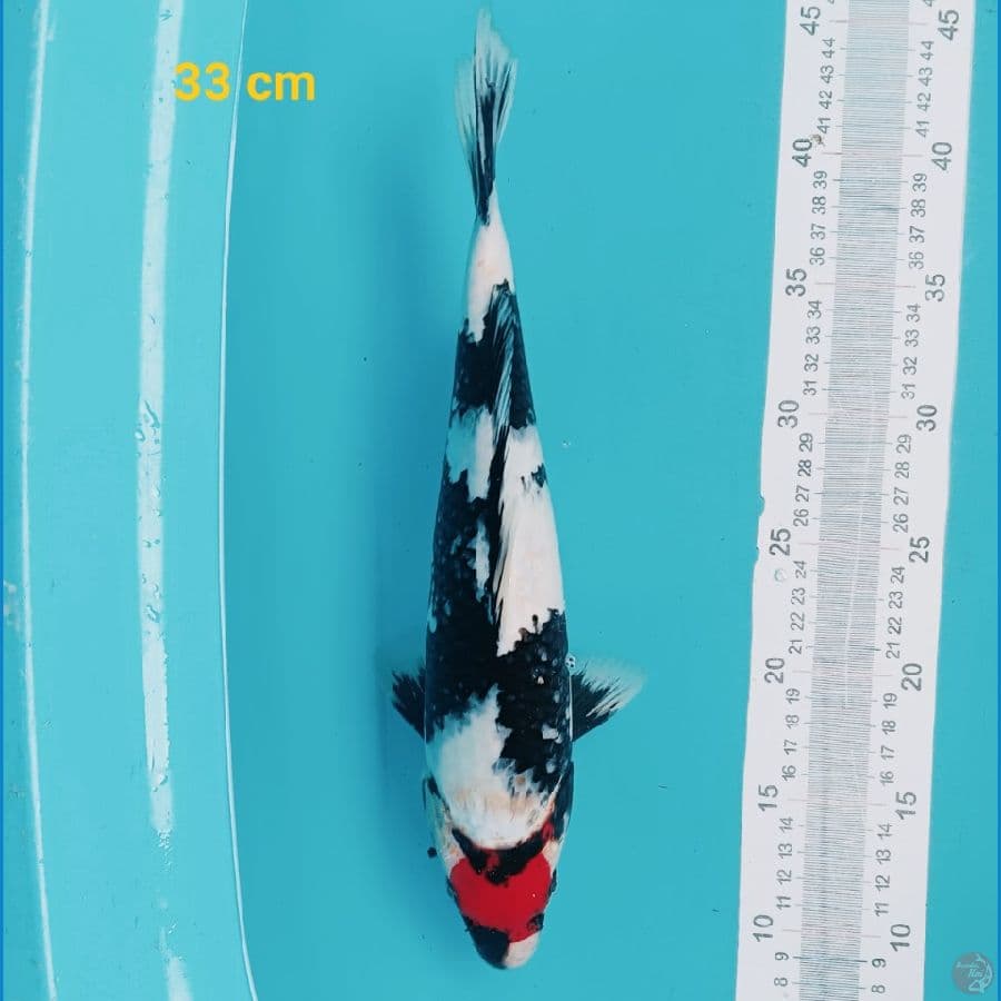 SQ Tancho Showa 33 cm